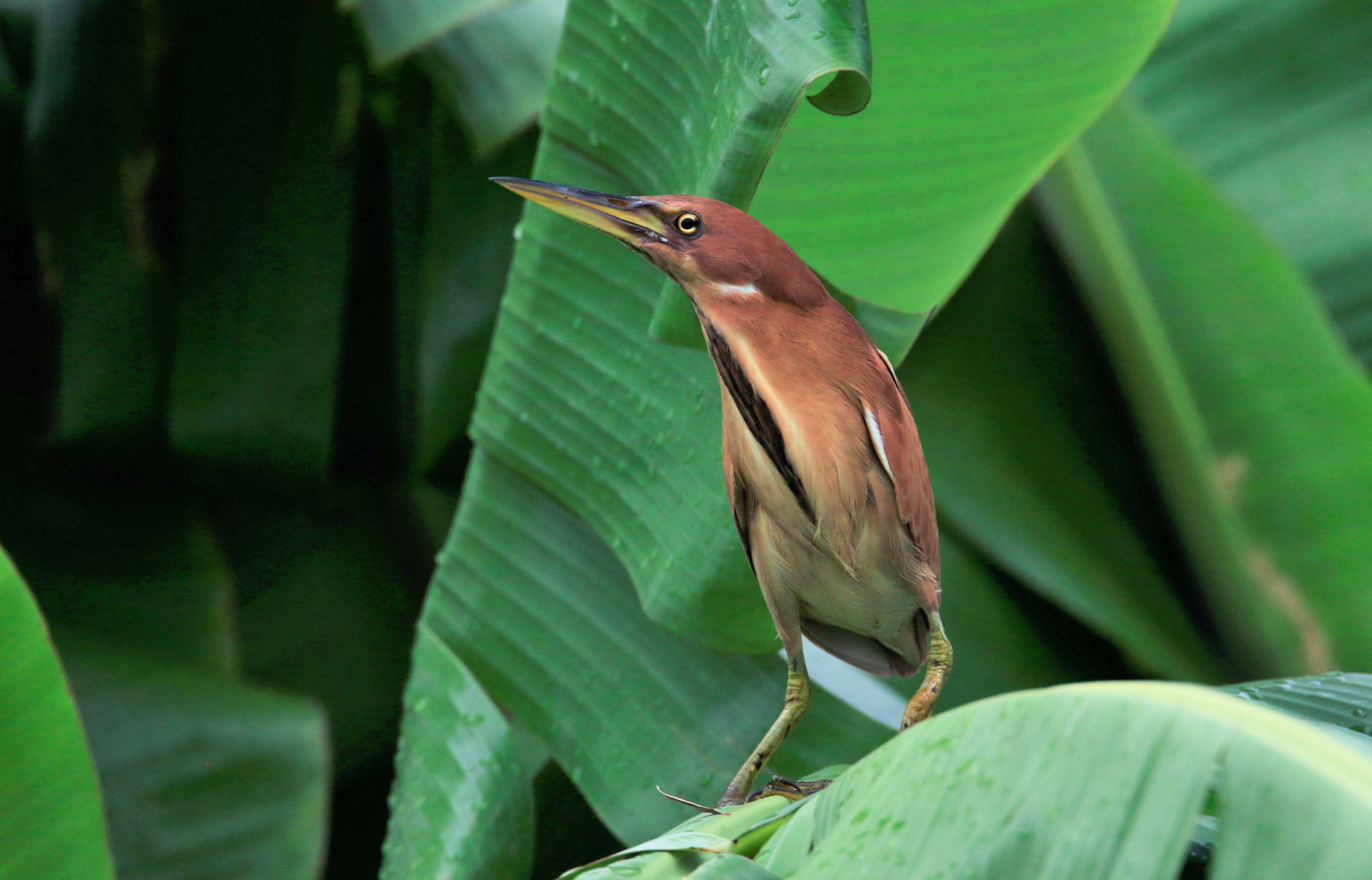 image Cinnamon Bittern